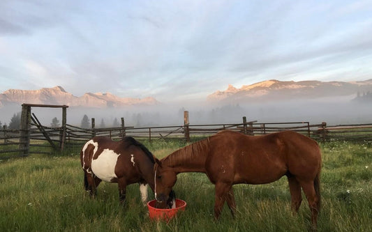 From Sweden to Working on a Ranch in the Canadian Rockies