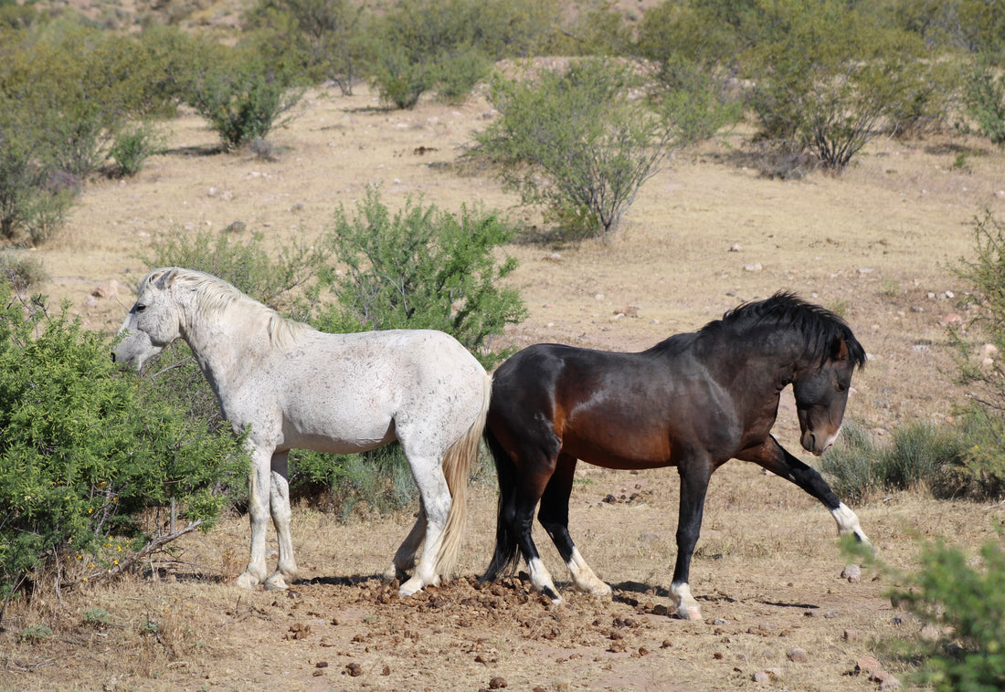 Arizona Wild Horses: A Legacy Worth Protecting