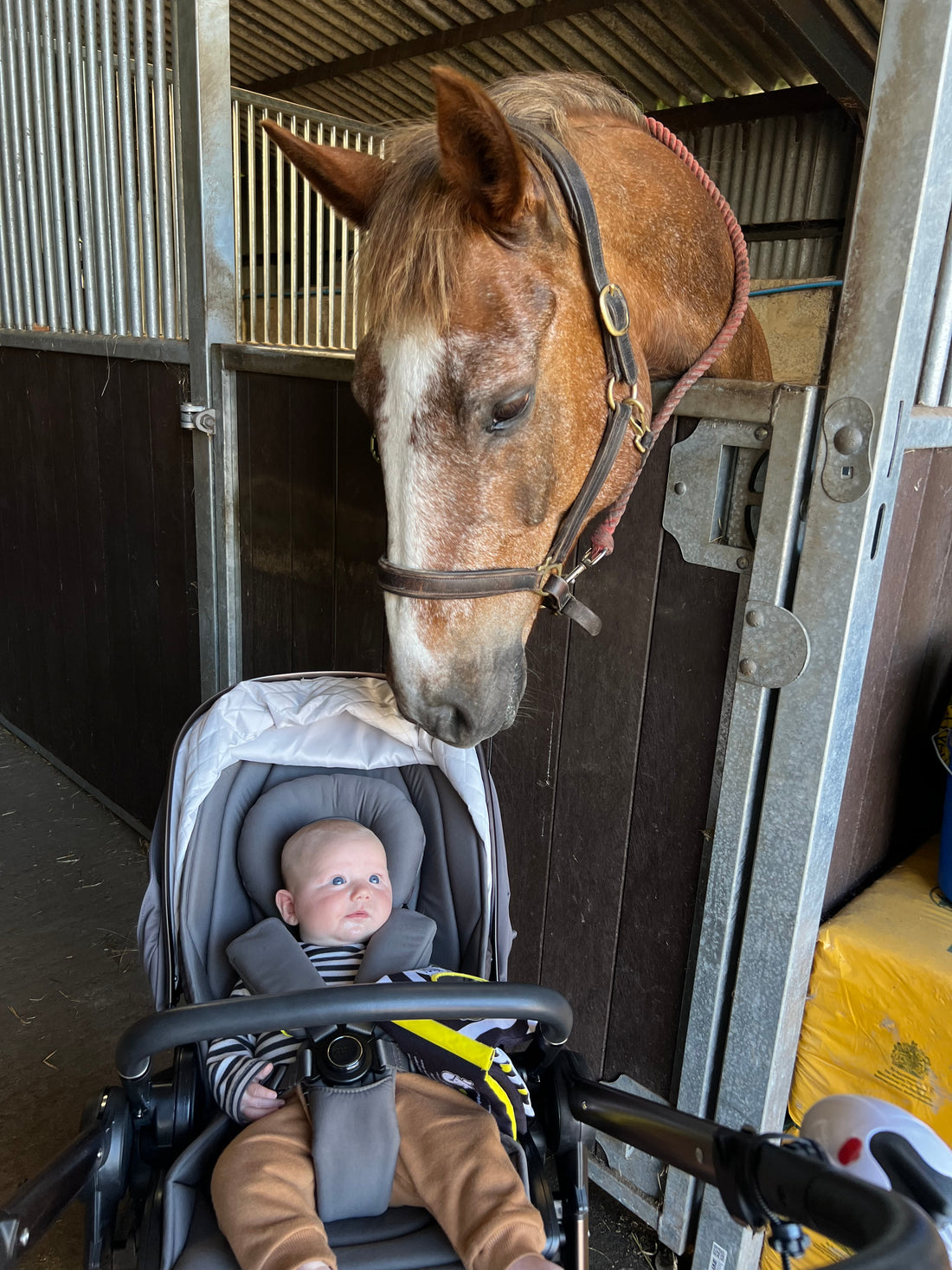 Connecting with a Horse Whisperer